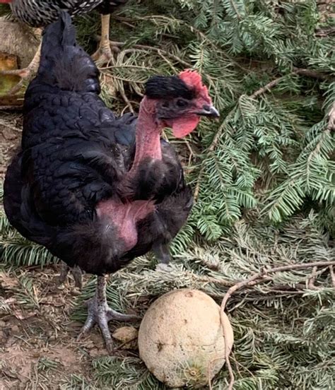 Naked Neck Chickens Aka Turkens Dual Purpose And Hardy