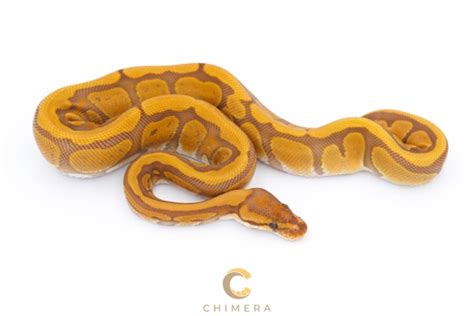 redstripe ultramel ball python  chimera