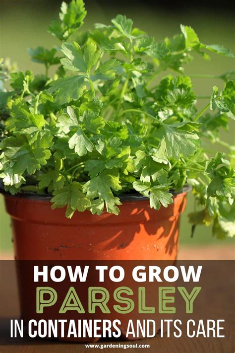 How To Grow Parsley In Containers And Its Care