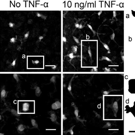 typical microglia morphology displayed   treated  untreated