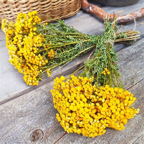 Пижма девичья (101 фото) - фото - картинки и рисунки: скачать бесплатно