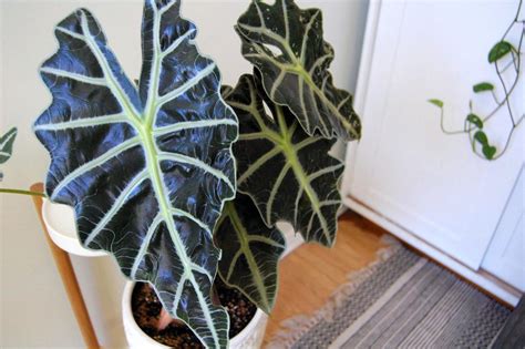 Cuidado Óptimo Para La Planta Alocasia Black Consejos Para La Oreja De