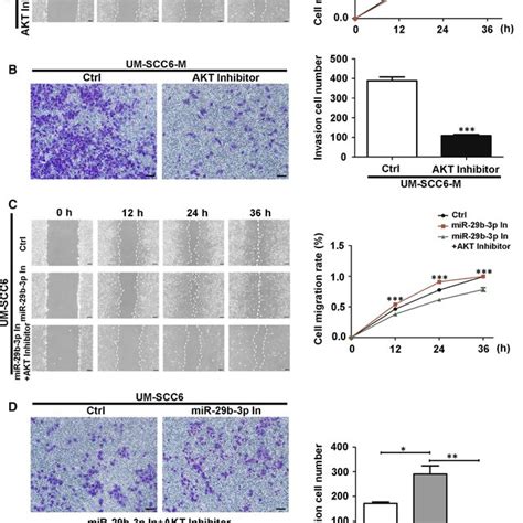 Akt Signalling Mediated The Migration And Invasion Of Oscc Cells A B