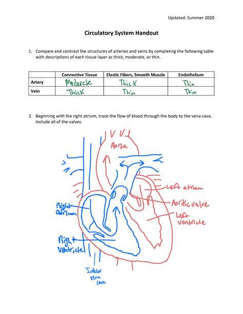 Circulatory System Handout Warning Tt Undefined Function