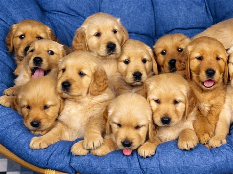 Golden Retriever Puppies - Wallpaper - Faxo - Faxo