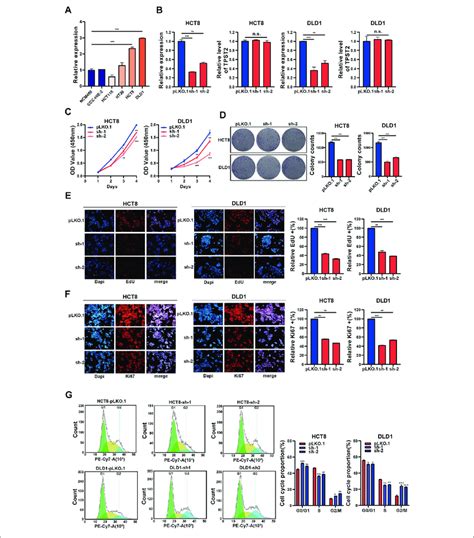 Circ0062682 Knockdown Inhibits Crc Cell Proliferation And Cell Cycle