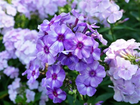 Как цветет флоксы (100 фото)