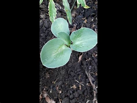 Хоста Блю Маус Ирс - купить в Минске, доставка почтой по Беларуси ...