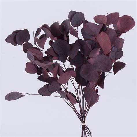 Натуральные ветки эвкалипта. Натуральный сухоцвет ветки эвкалипта