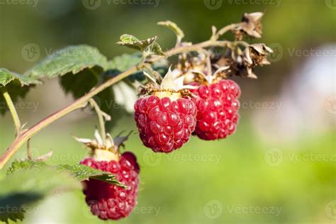 raspberry close   stock photo  vecteezy