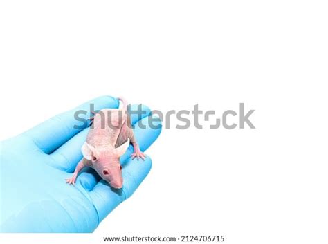 Hairless Nude Mouse On Hand Scientist Stock Photo Shutterstock