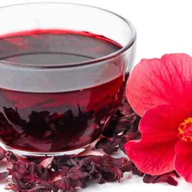 ДЕКОРАТИВНЫЕ КУЛЬТУРЫ И ХВОЙНЫЕ РАСТЕНИЯ: Hibiscus sabdariffa–Гибискус ...