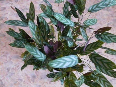 Ктенанта: фото, советы и рекомендации по уходу