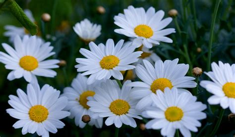 Daisy Flowers Macro Image Free Stock Photo Public Domain Pictures