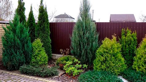 Ели в ландшафтном дизайне сада и дачного участка