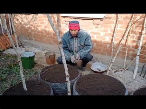 Как сделать тёплые грядки в автомобильных шинах своими руками ЗА ...