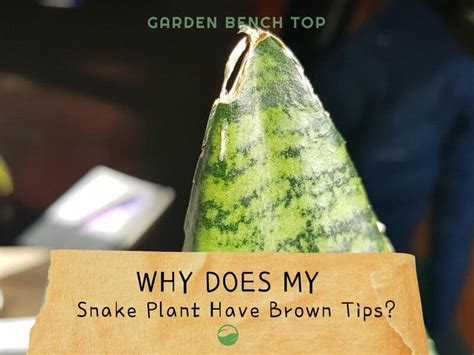 How to Fix Snake Plant Brown Tips (+ Causes)