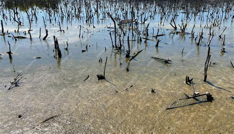 Premium Photo Destroyed Mangrove Forest Scenery Destroyed Mangrove Forest Is An Ecosystem