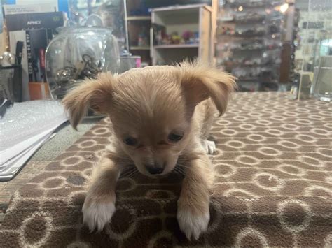 Chihuahua Puppies For Sale In Washington