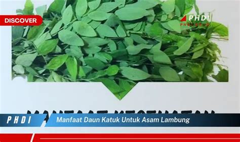 Temukan Manfaat Daun Katuk Yang Jarang Diketahui Untuk Asam Lambung