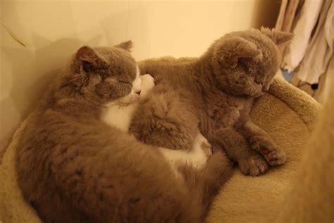 Cute Curly Lilac Selkirk Rex Kittens Cuddling