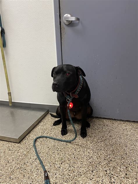 craigslist delaware pets 1