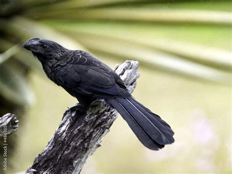 The Smooth Billed Ani Crotophaga Ani Is A Large Near Passerine Bird