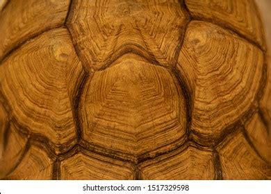 thousand tortoise shell pattern royalty  images stock