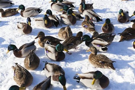 La Estaci N Fr A Con Heladas Y Patos De Nieve Sentados En La Nieve