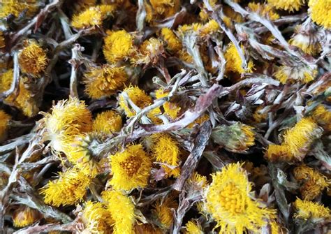 Цветы мать и мачехи, май 2024 купить в интернет-магазине Ярмарка ...