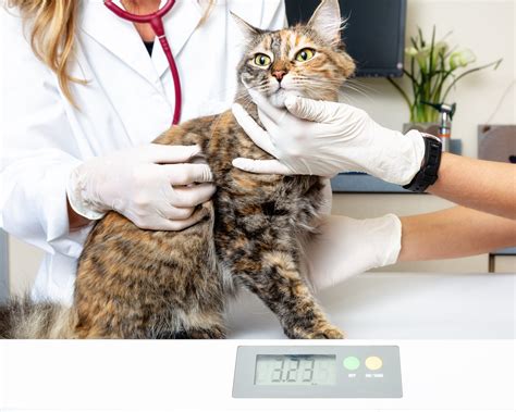 How to Help Your Cat Lose Weight: Tips for a Healthier Feline - Perfect