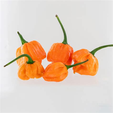 Scotch Bonnet Pepper Seeds | Pepper Joe’s