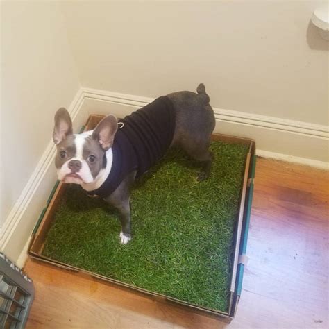 Best Indoor Dog Potty System - Top 5 Picks! (2023) - We Love Doodles