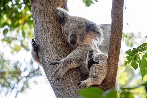 600 Free Koala Koala And Nature Images Pixabay