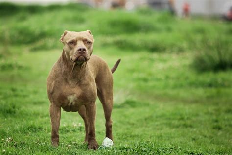 Are Pit Bulls Banned in NSW? A Guide to the Laws & Ownership