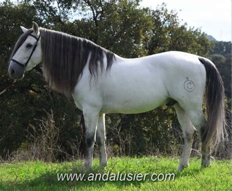 What Colour Is Grulla The Horse Forum