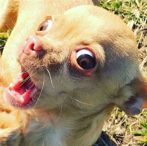 Oh My Lol Funny Dog Faces Funny Chihuahua Pictures Cute Funny Dogs