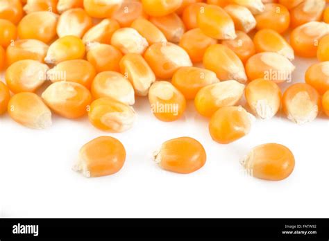 Dried Corn Seeds Stock Photo Alamy