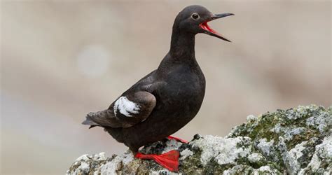 Pigeon Guillemot - Facts | Juvenile | Migration | Range - Bird Baron