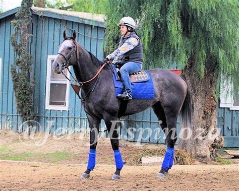 1000 Images About Famous Racehorses On Pinterest