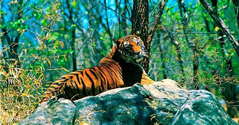Namdapha National Park Travel Guide from Dibrugarh