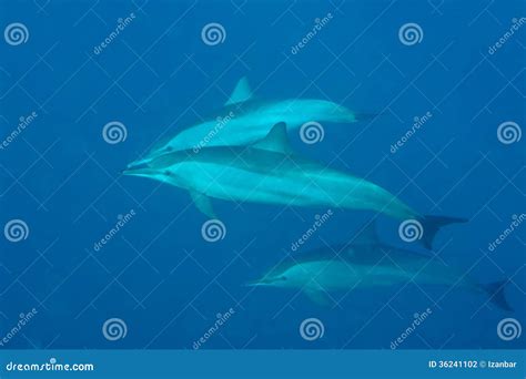 Dauphins Tout En Nageant Sous L Eau Photo Stock Image Du Jour