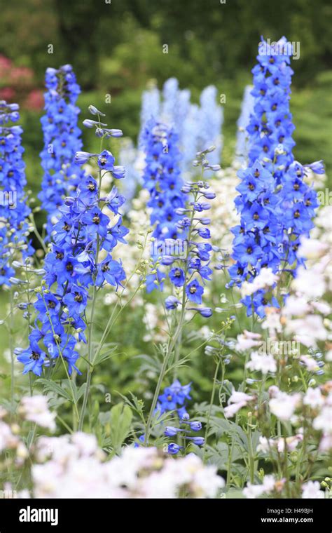 Blue Larkspur Delphinium Consolida Ranunculaceae Stock Photo Alamy