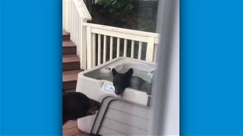 Adorable Watch As Gatlinburg Bear Cubs Hop In A Hot Tub To Beat The Heat Cuddle With Mom
