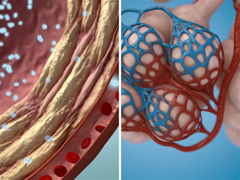 pathological features  ipf illustrations lumend