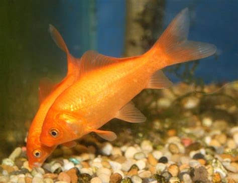 Goldfish Photos ~ Tropical Fish Gallery