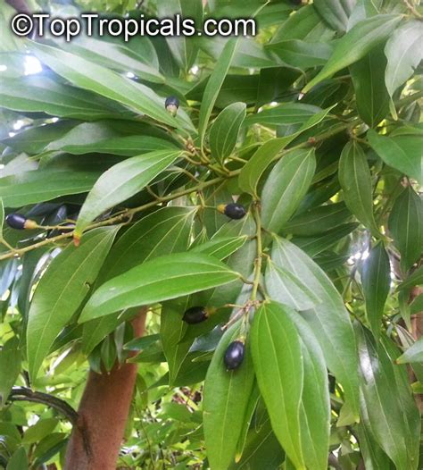 Cinnamomum cassia - Alchetron, The Free Social Encyclopedia