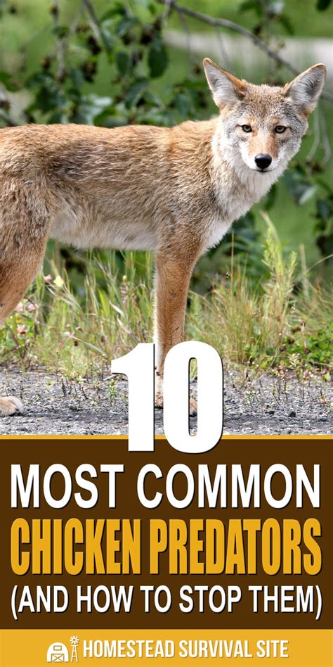 10 Most Common Chicken Predators And How To Stop Them