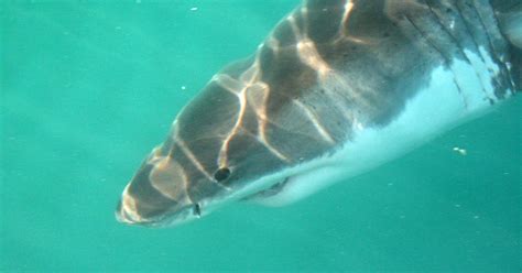 Shark Attacks of 2023: Reliving the Most Brutal Incidents