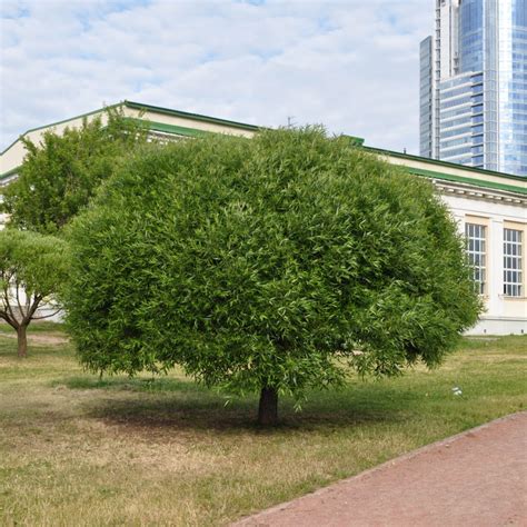 Ива шаровидный карлик (65 фото) » НА ДАЧЕ ФОТО